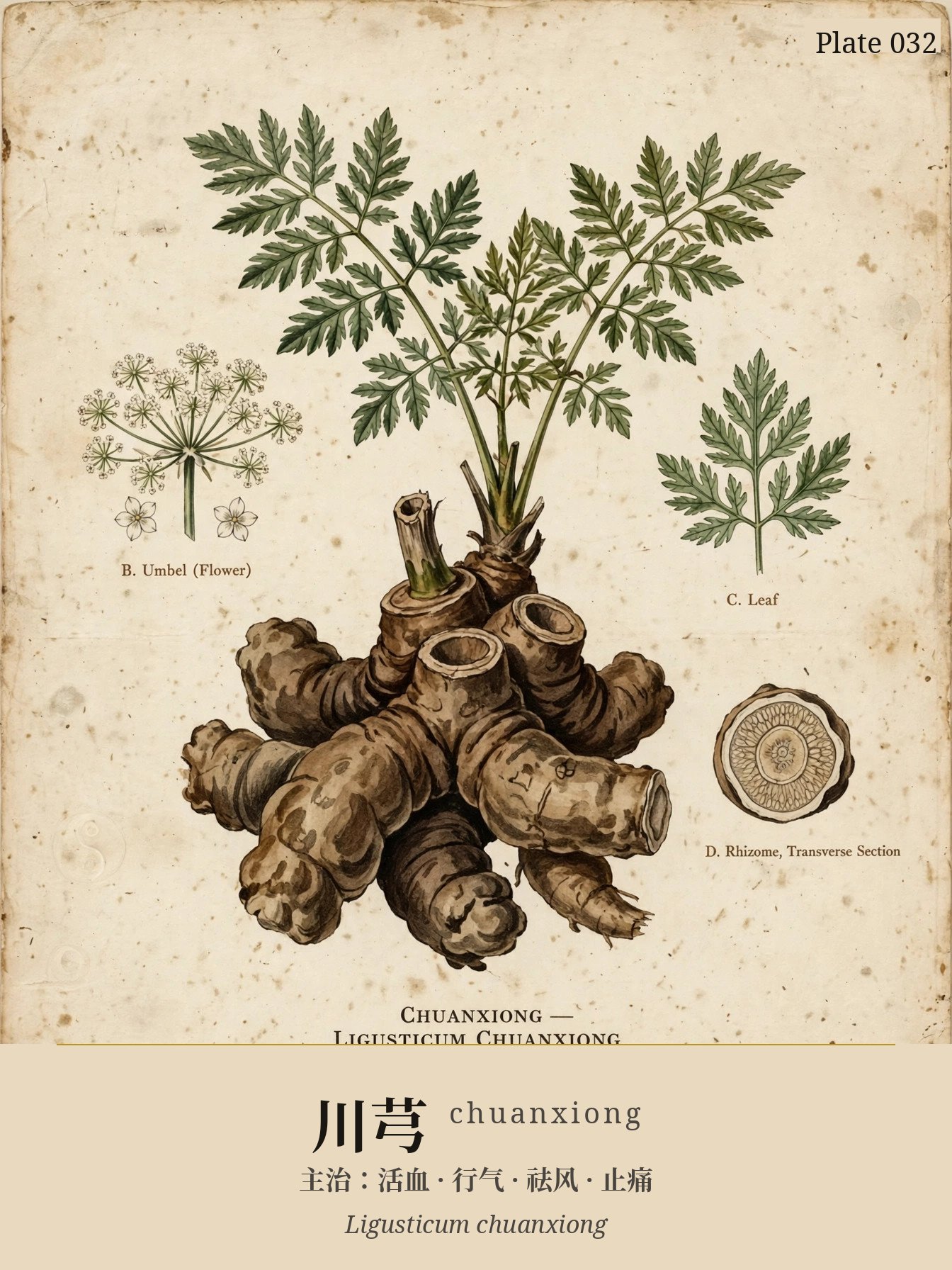 Chuanxiong (Sichuan Lovage Rhizome) — classical plate