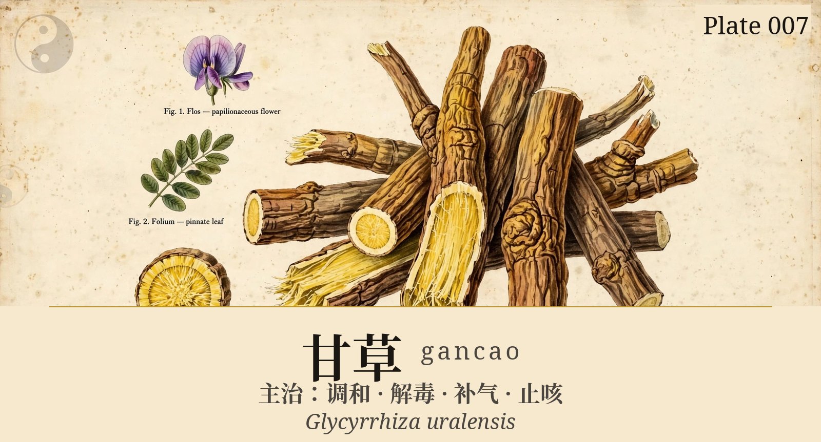 Gancao (Licorice Root) — classical plate