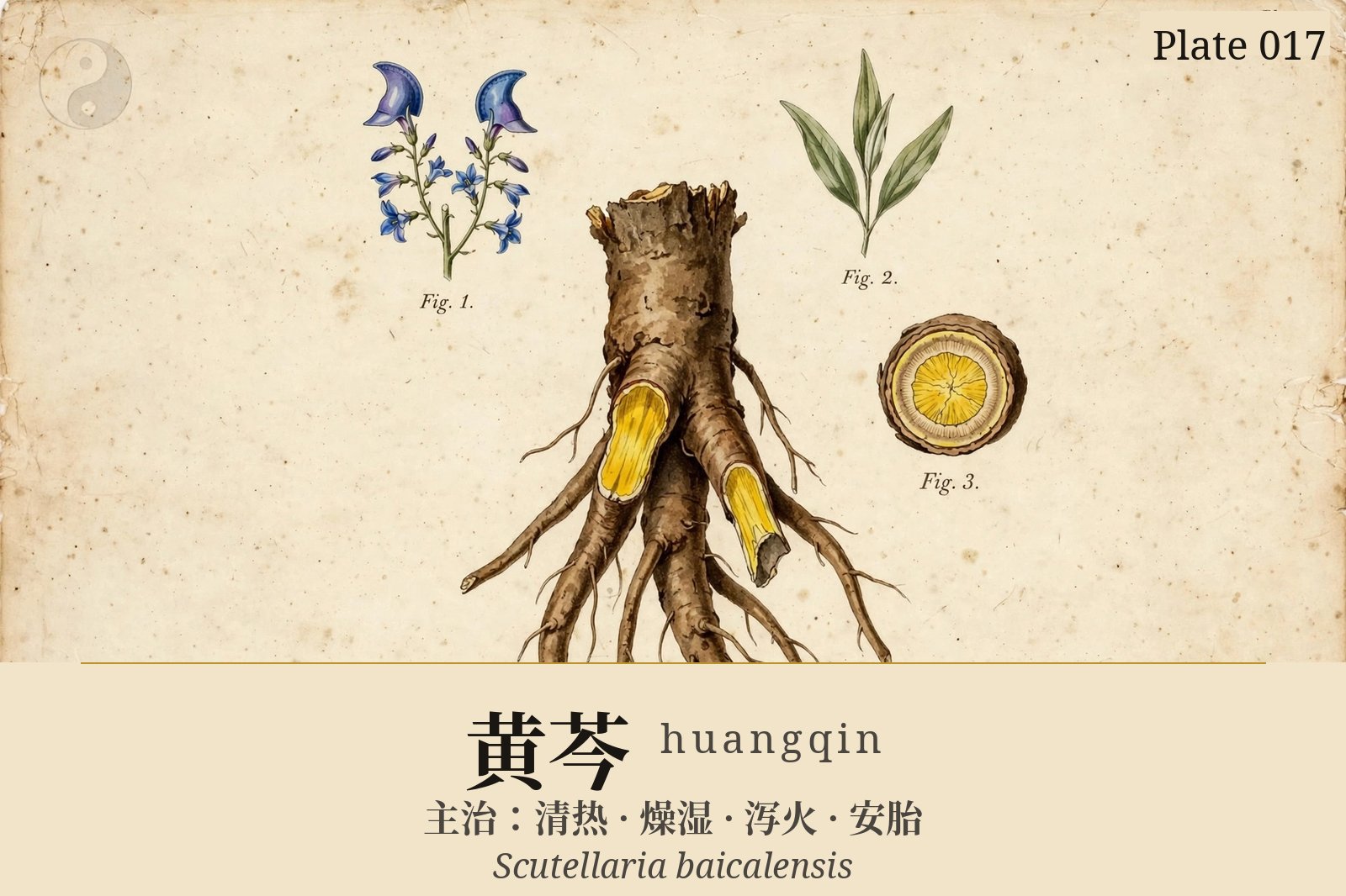 Huangqin (Scutellaria Root) — classical plate