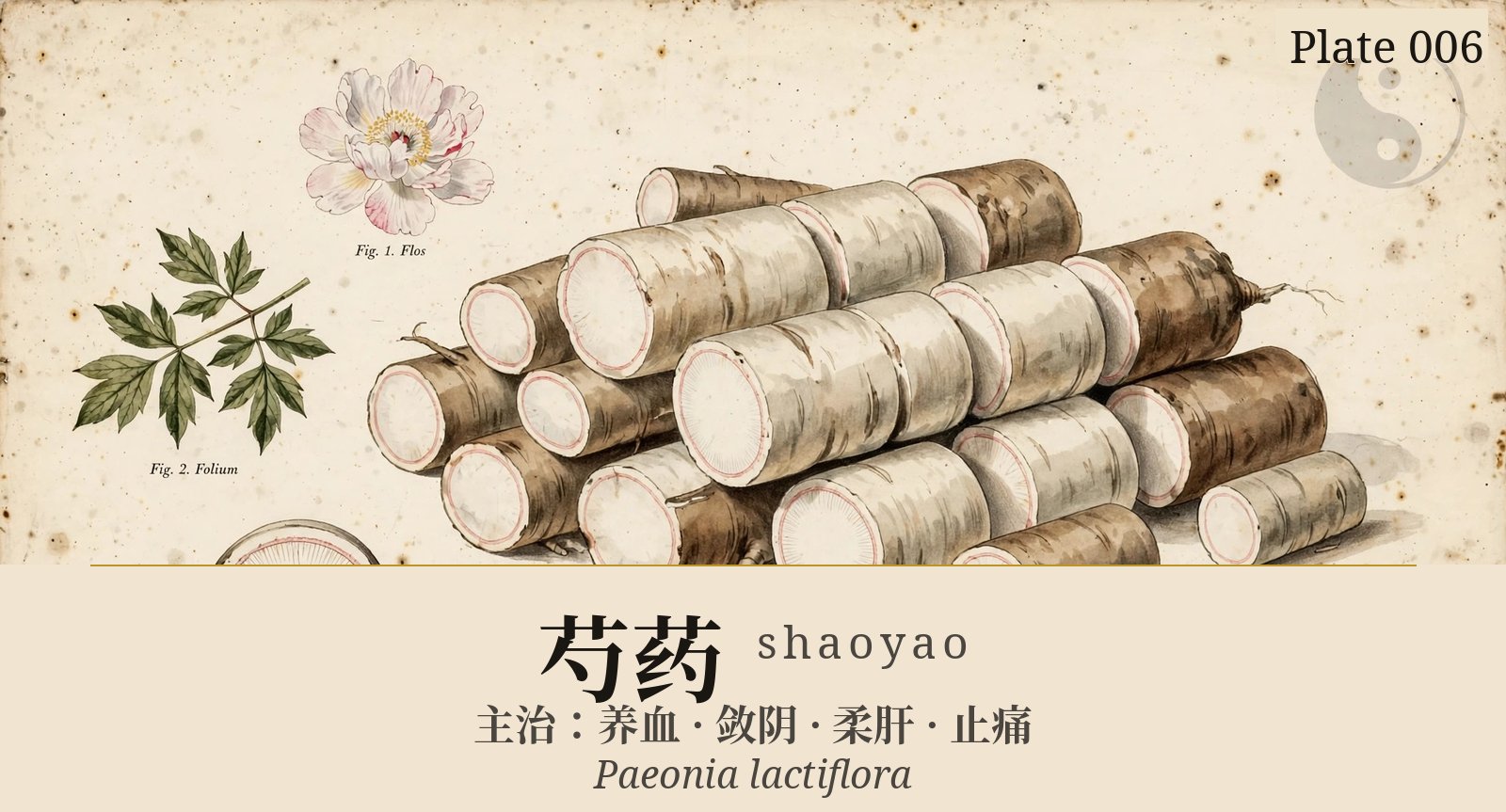 Shaoyao (Peony Root) — classical plate
